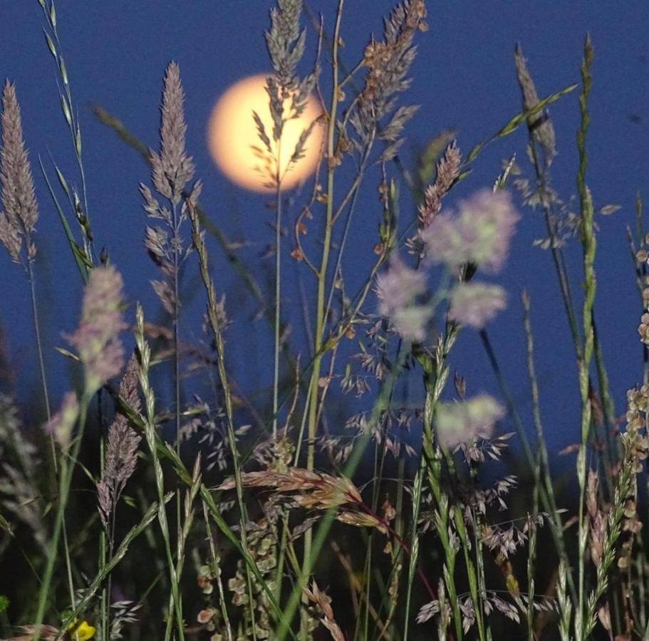 Lavender *