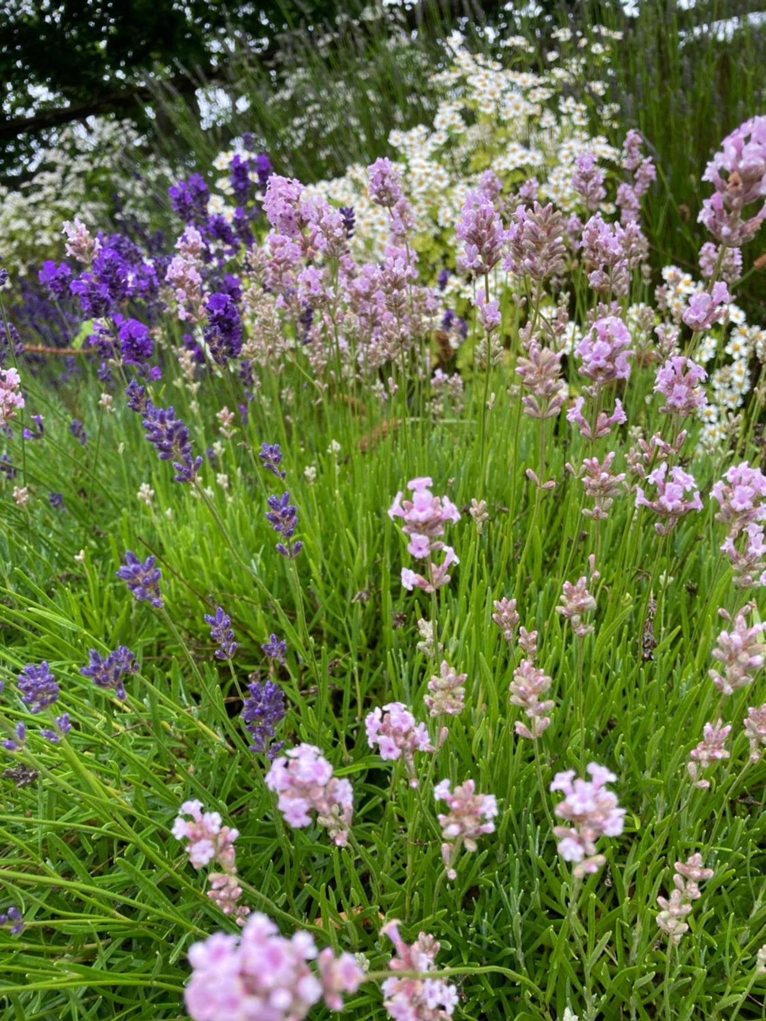 Chalé Lavender *